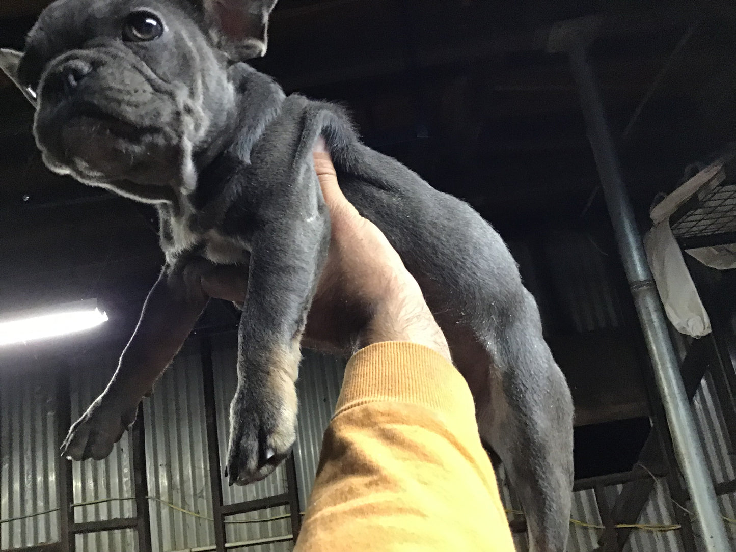 Blue with Tan points French bulldog female AKC