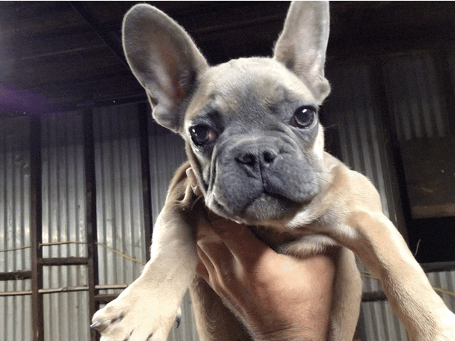 Blue sable male French bulldog AKC.