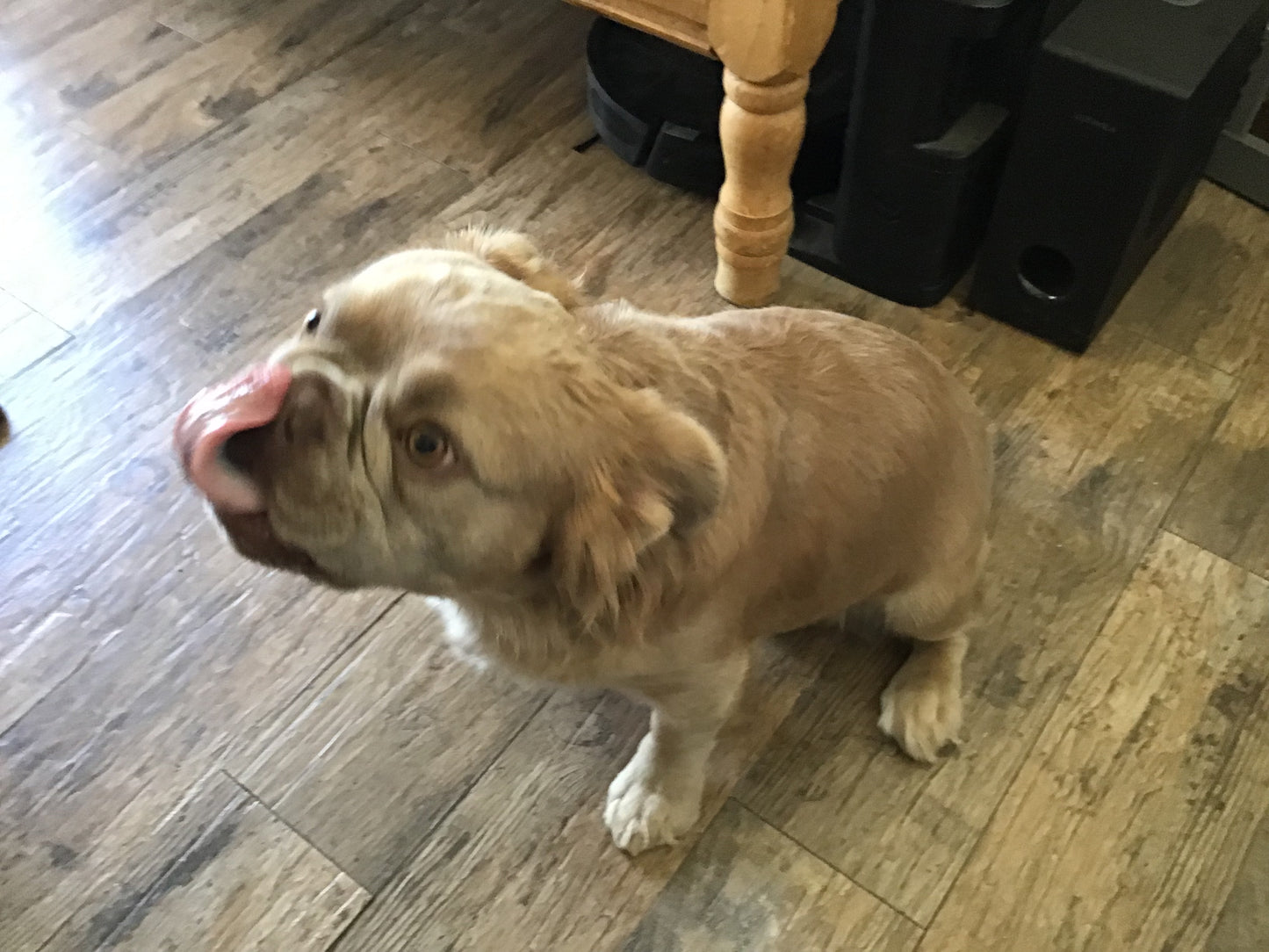 Visual fluffy Isabella Stud A.I service French Bulldog