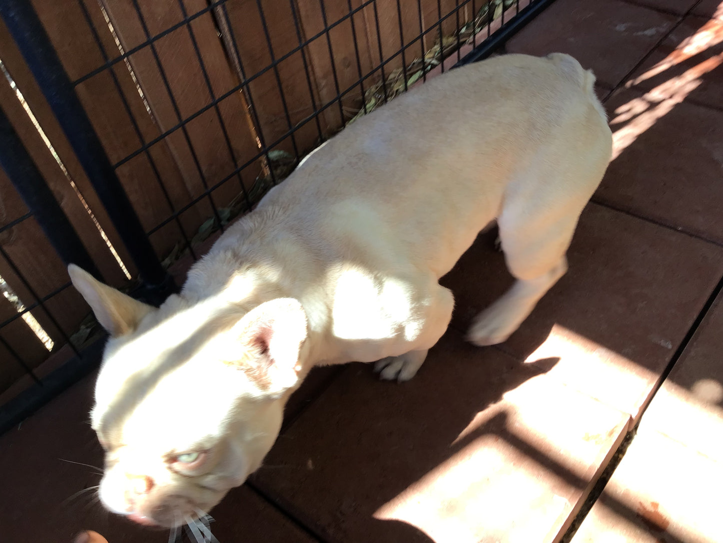Stud A.I Service platinum Merle Isabella Hardy