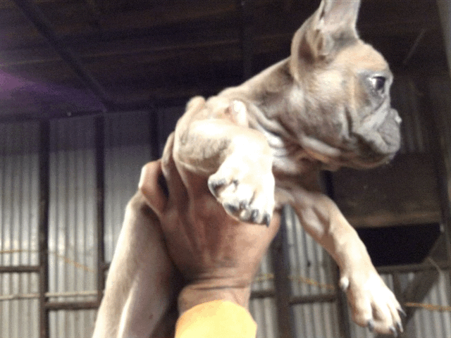 Blue sable male French bulldog AKC.