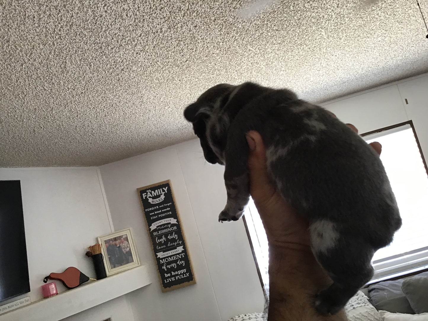 Big rope fluffy carrier Male Merle AKC French Bulldog
