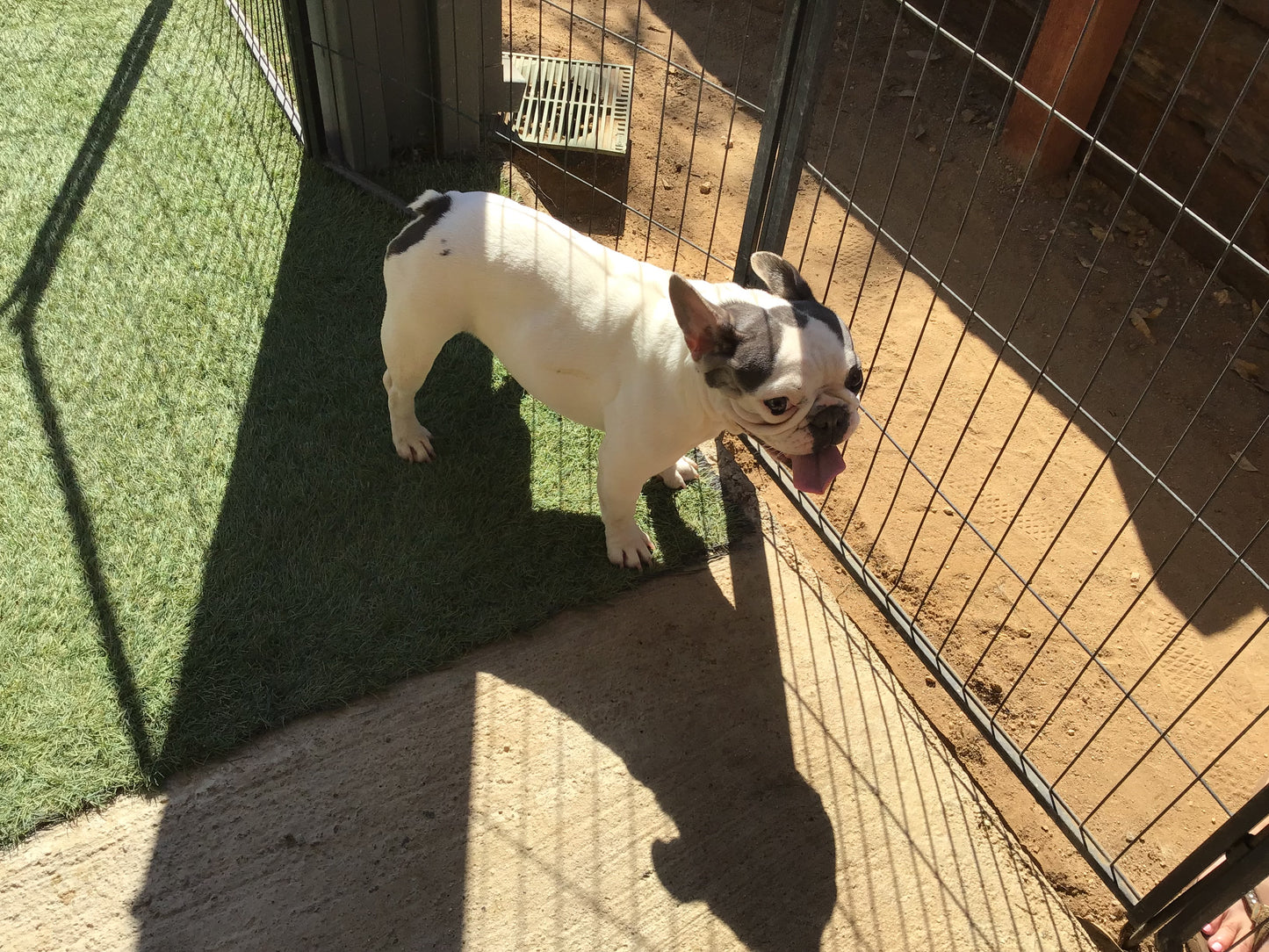 Upcoming litter fluffy Big Rope November 2025 AKC French bulldog Stormi