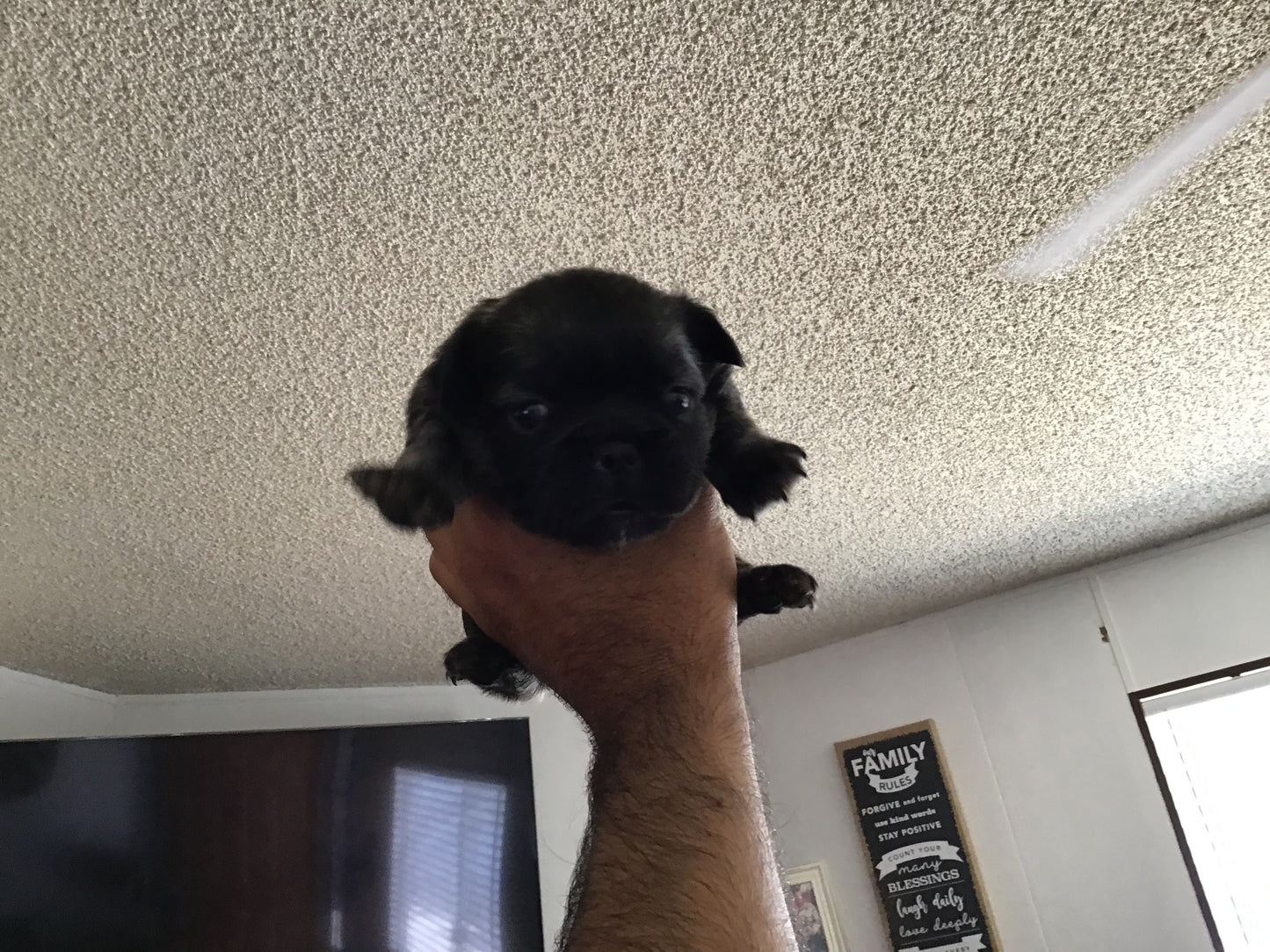Visual fluffy big rope female akc french bulldog