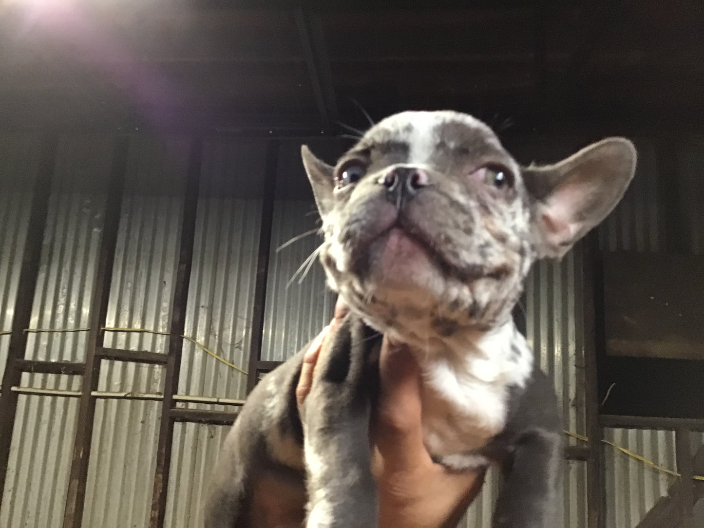 Merle French bulldog Male AKC #1