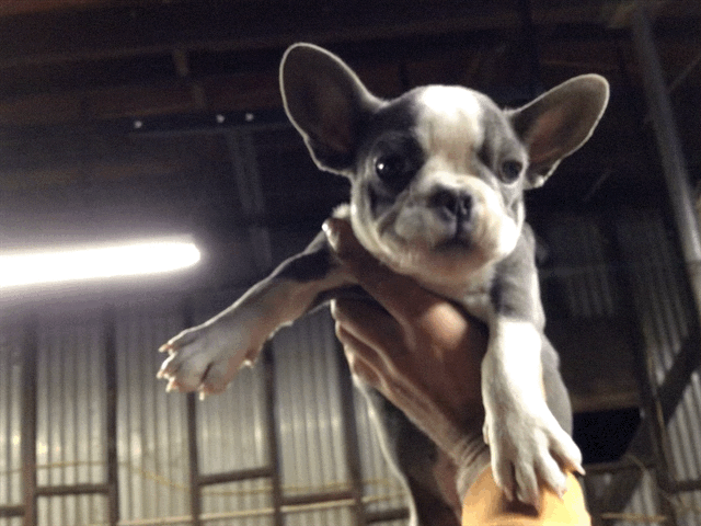 French bulldog female pied blue full AKC