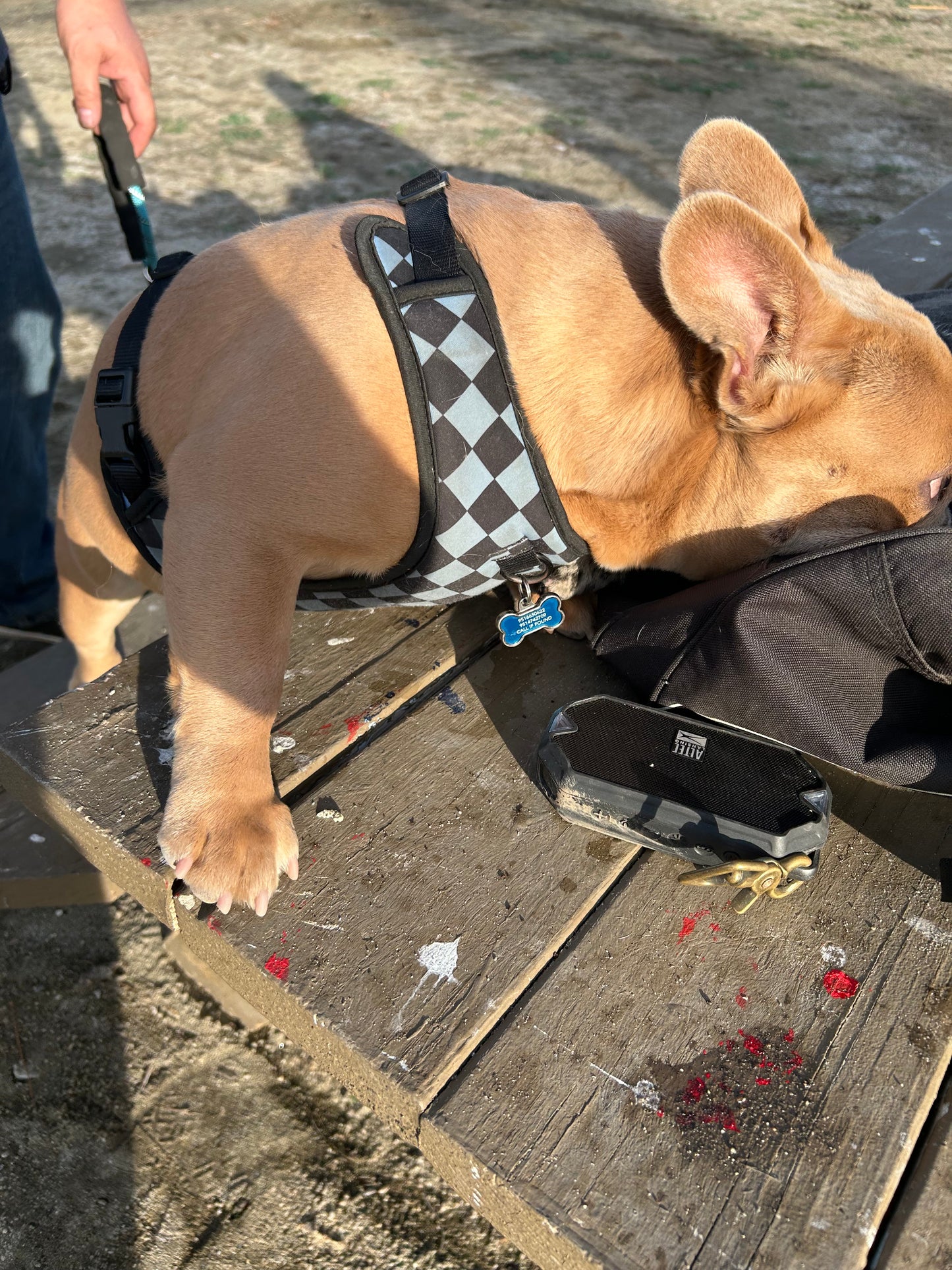 Fawn French bulldog standard size stud service COCO