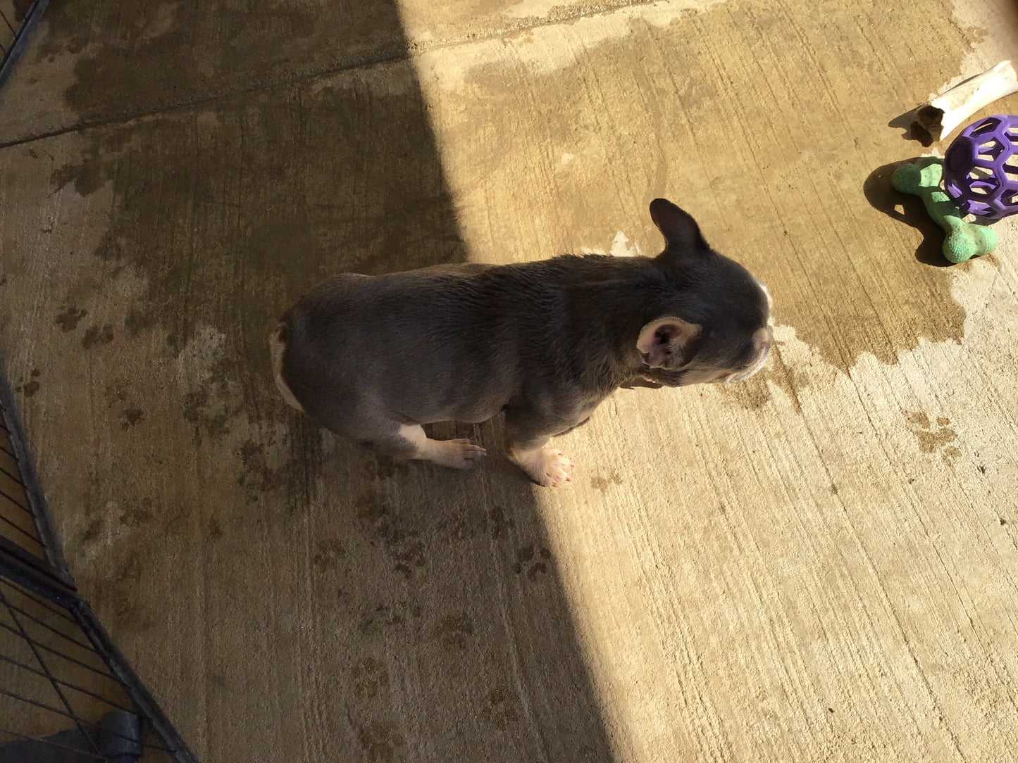 Upcoming litter AKC French Bulldog Babii big rope fluffy