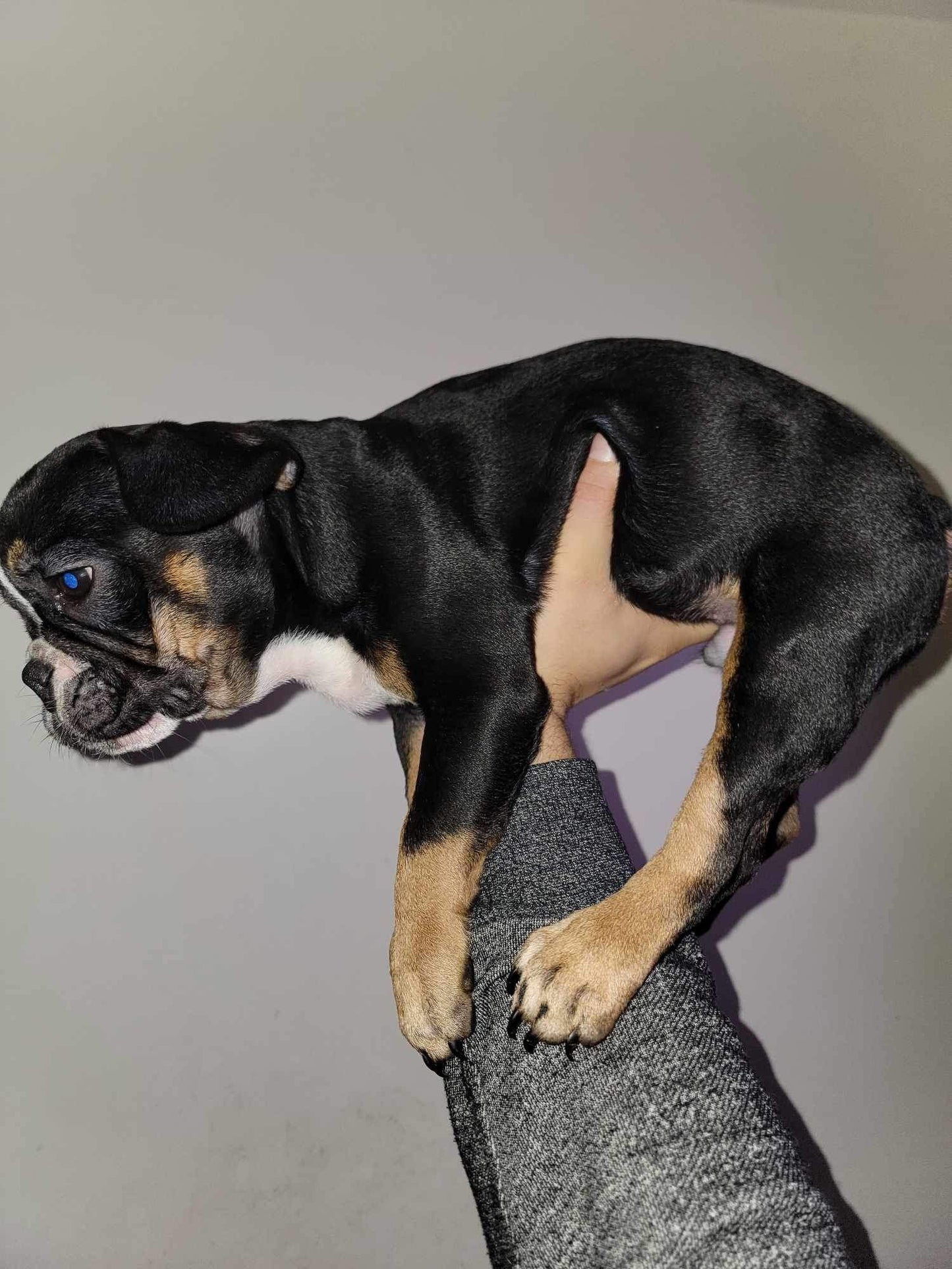 Black tan pied Male French bulldog AKC