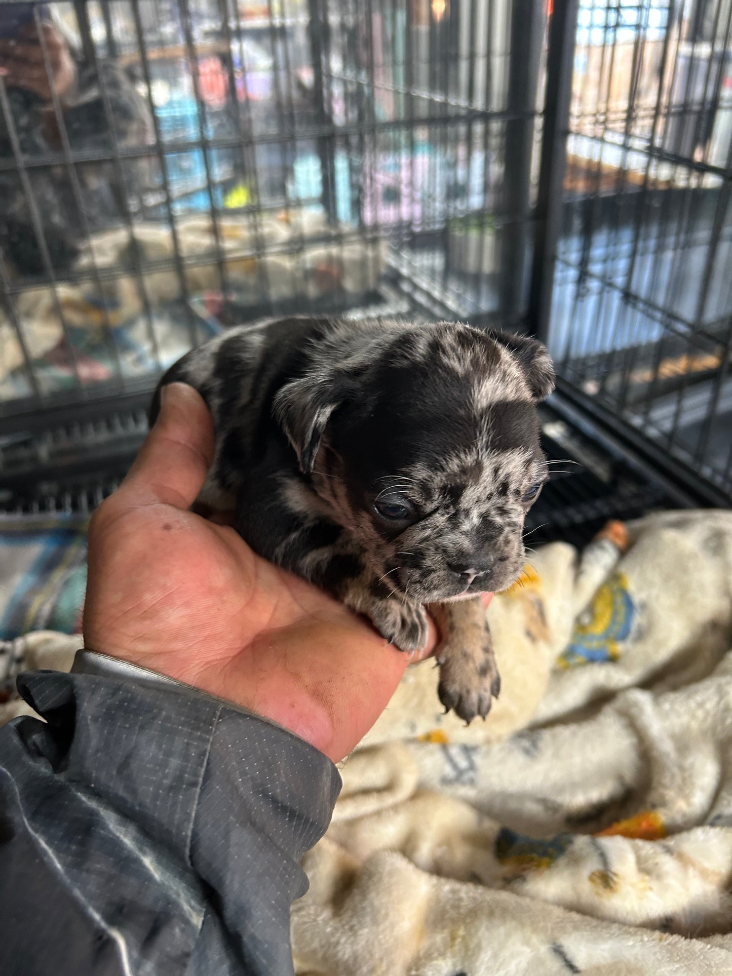 French Bulldog AKC Merle female
