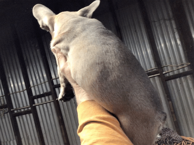 Blue sable male French bulldog AKC.