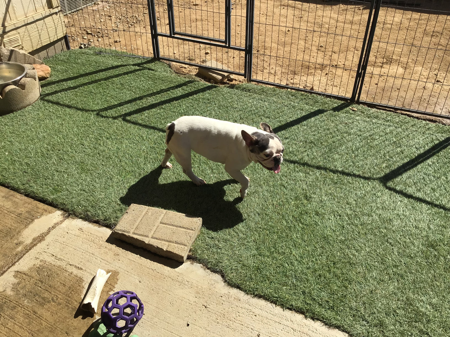Upcoming litter fluffy Big Rope November 2025 AKC French bulldog Stormi