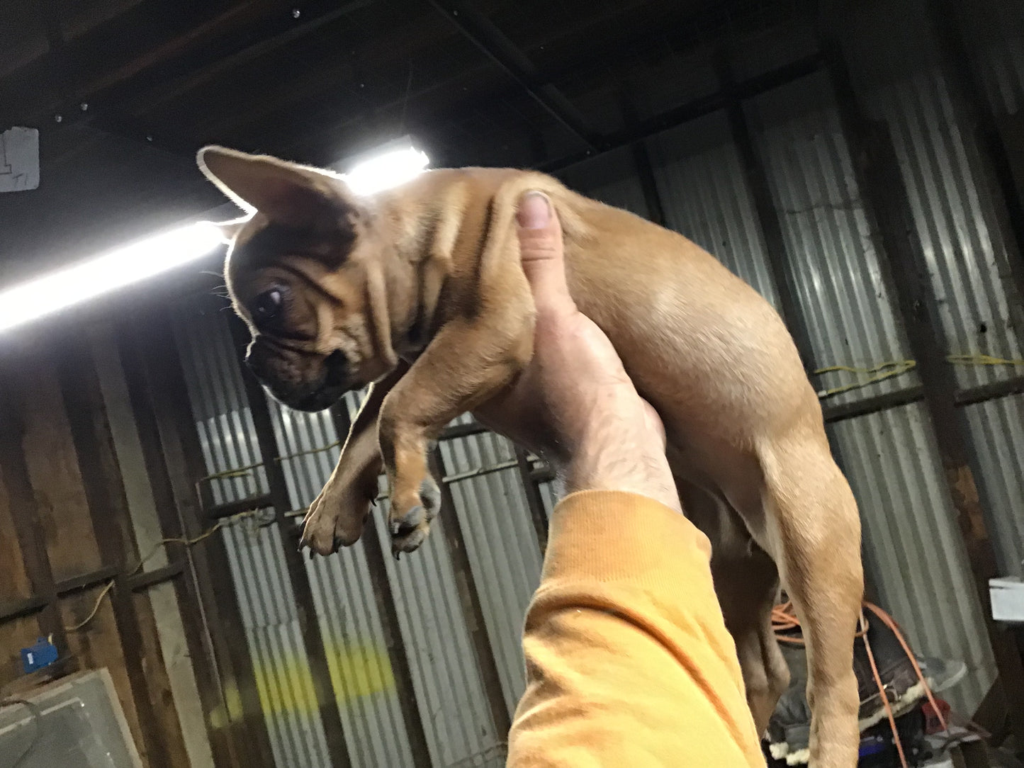 Red Fawn Female AKC French bulldog