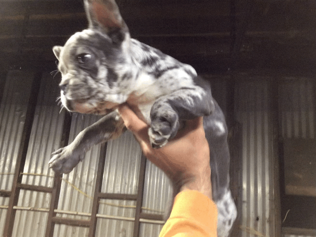 #2 French Bulldog Merle Male AKC