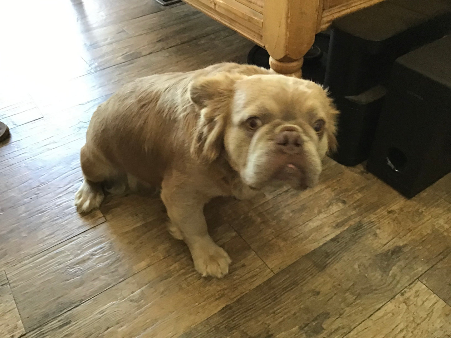 Visual fluffy Isabella Stud A.I service French Bulldog