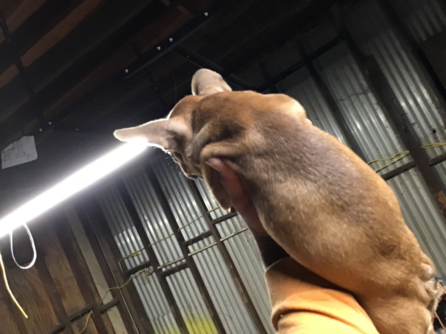 Red Fawn Female AKC French bulldog