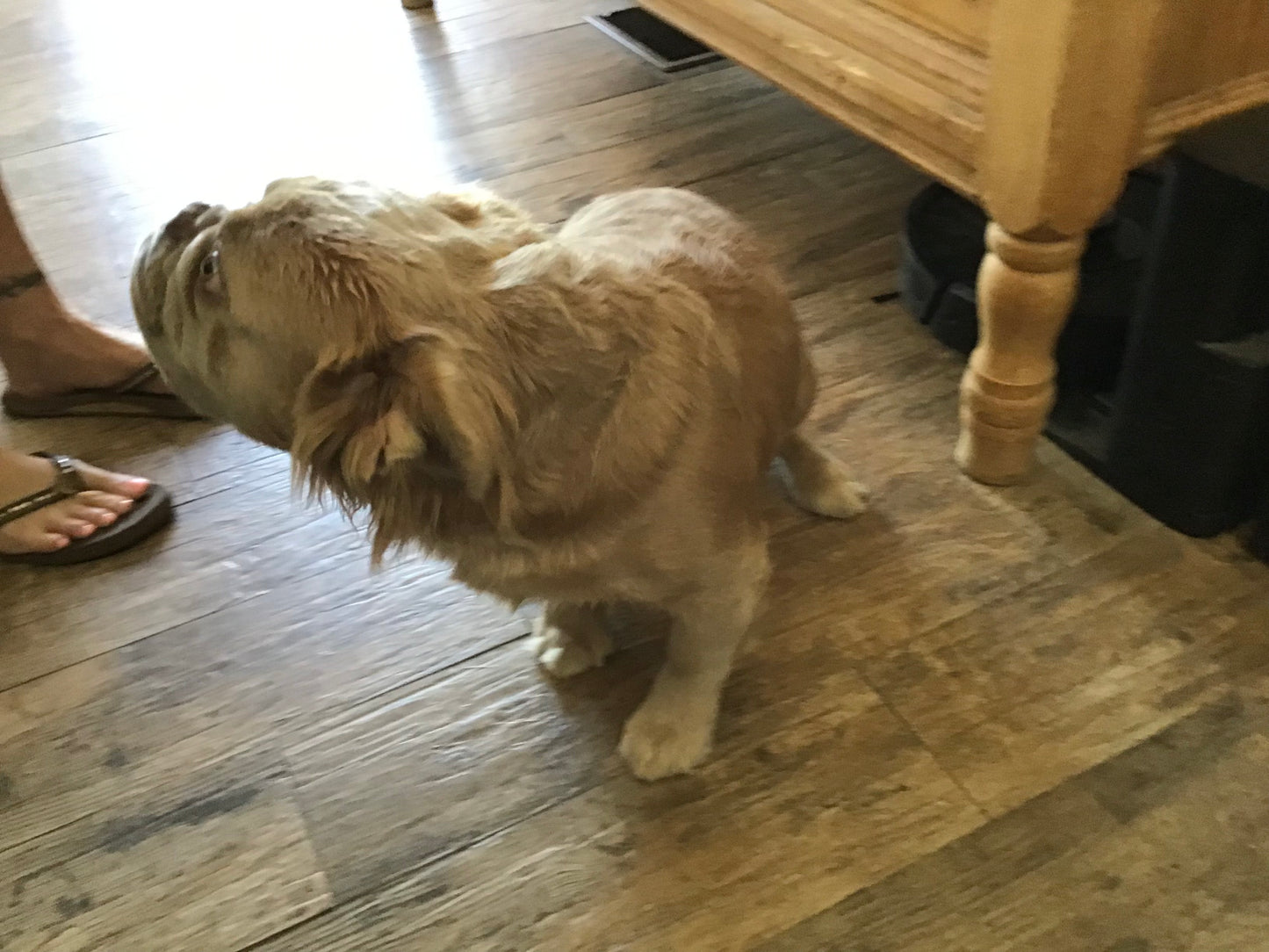 Visual fluffy Isabella Stud A.I service French Bulldog