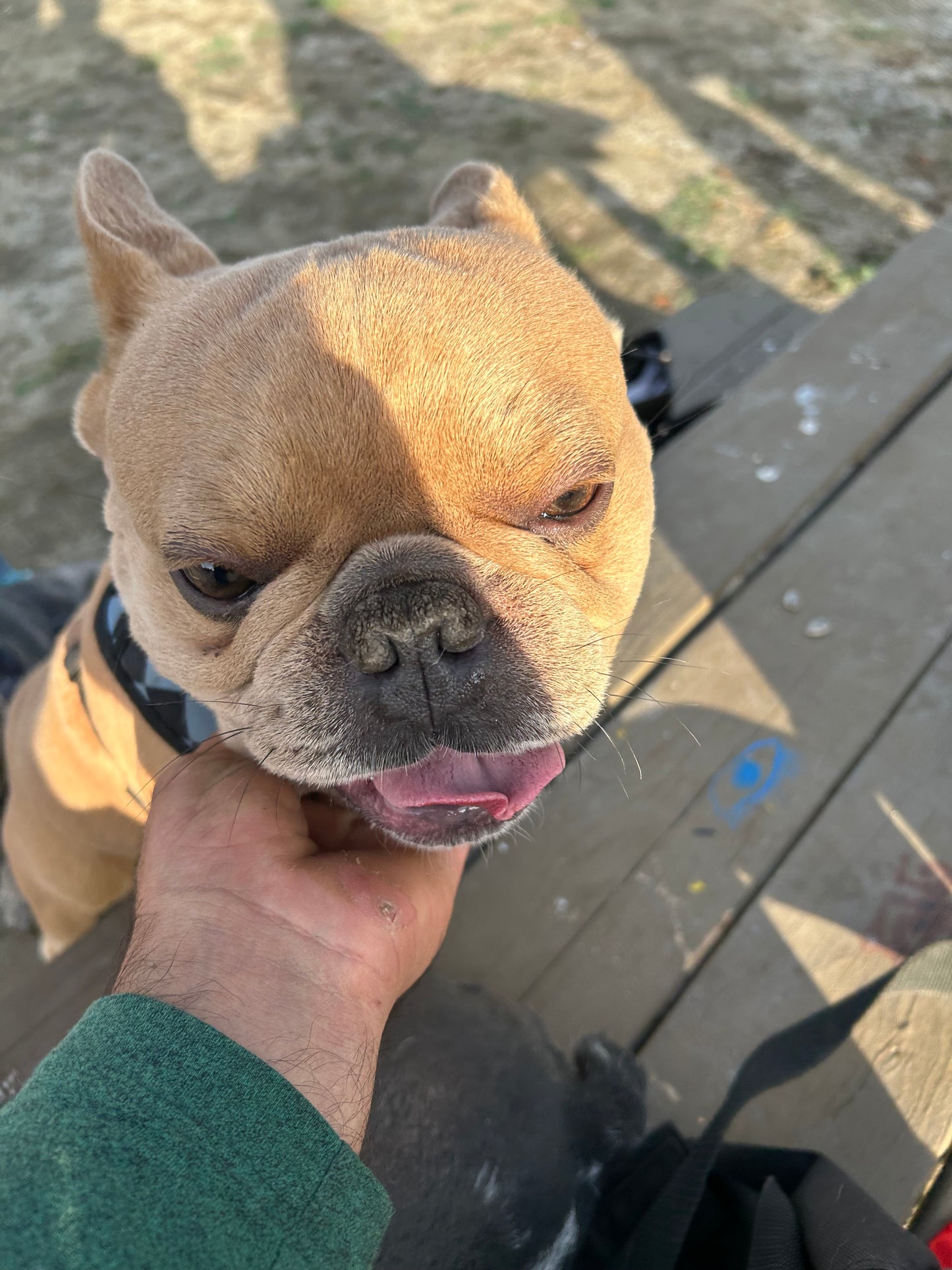 Fawn French bulldog standard size stud service COCO