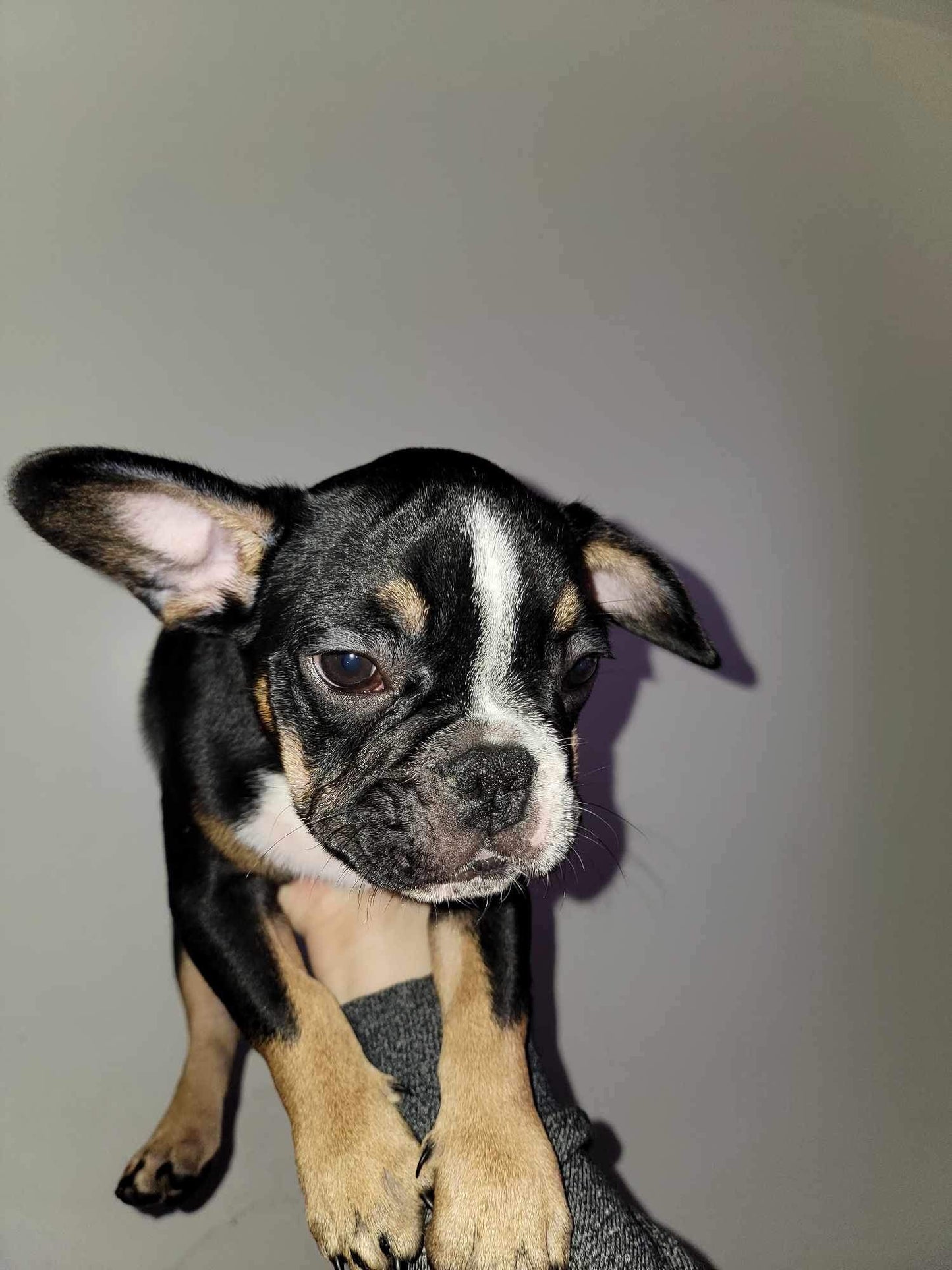 Black tan pied Male French bulldog AKC