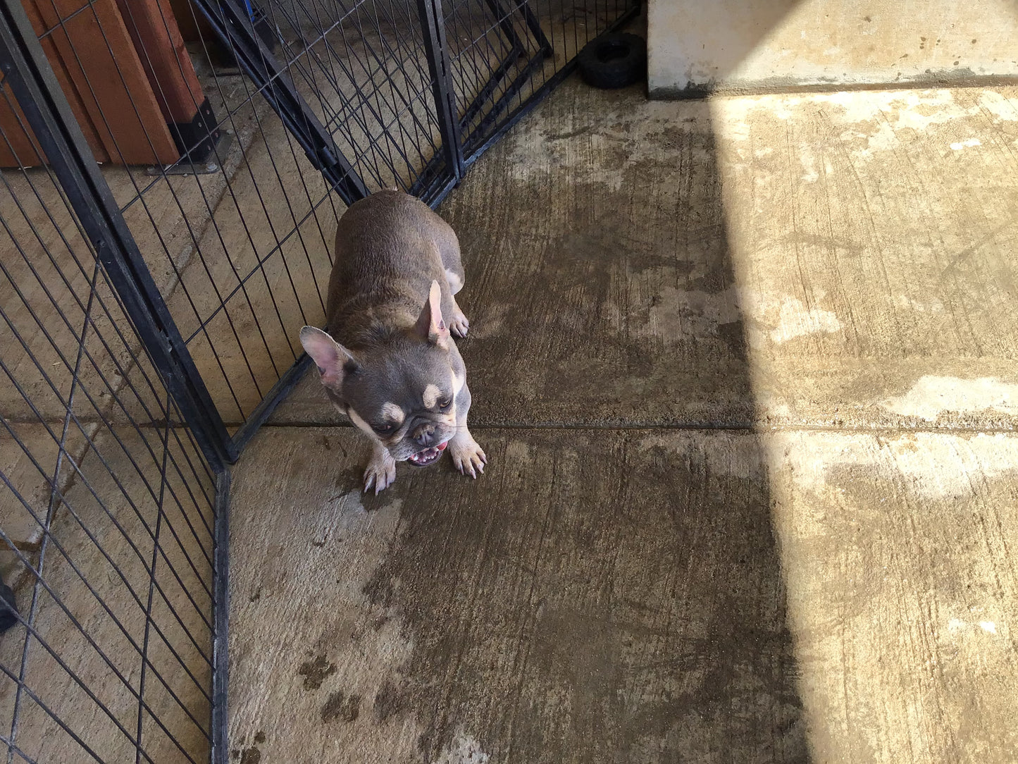 Upcoming litter AKC French Bulldog Babii big rope fluffy