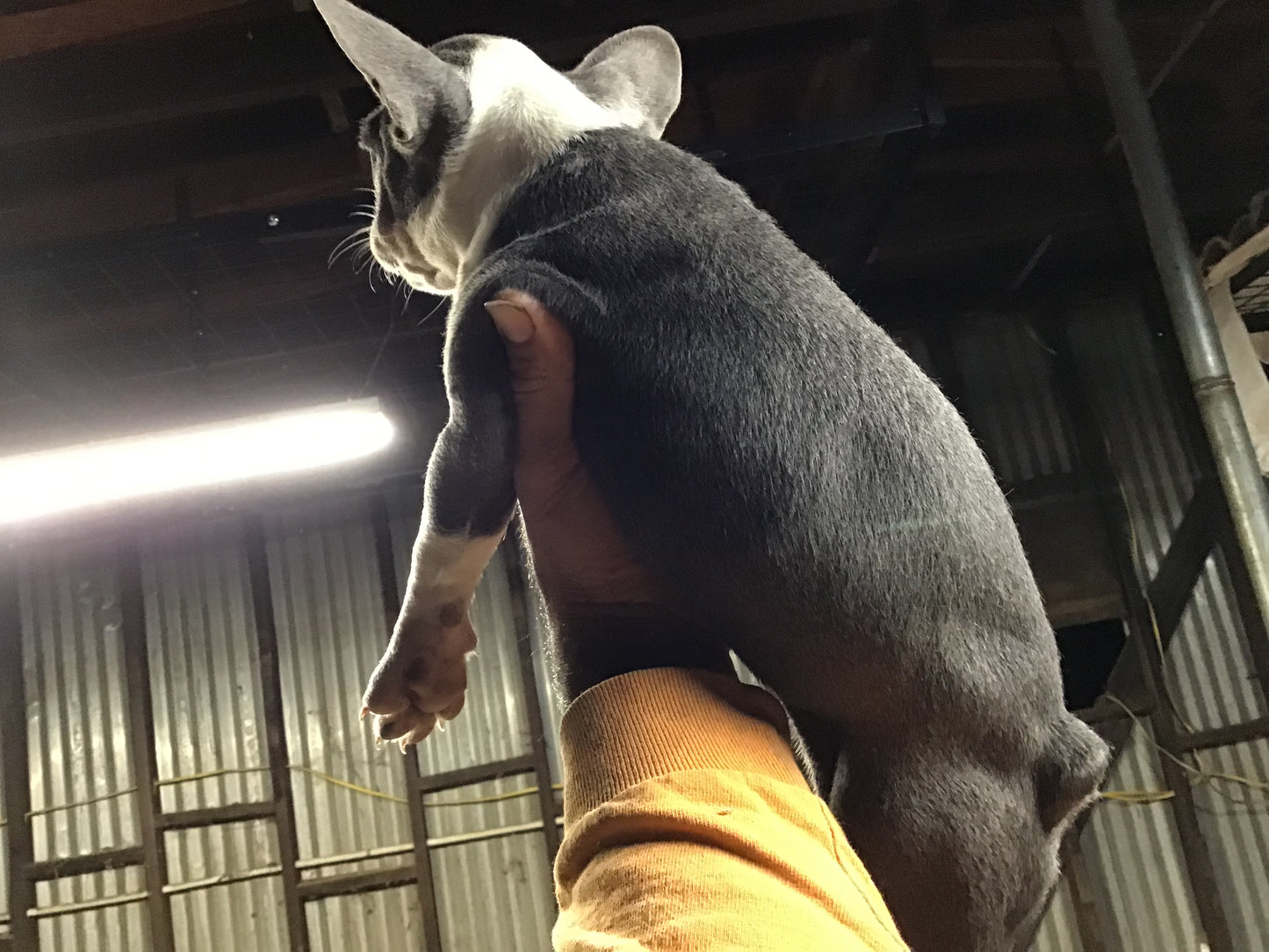 French bulldog female pied blue full AKC