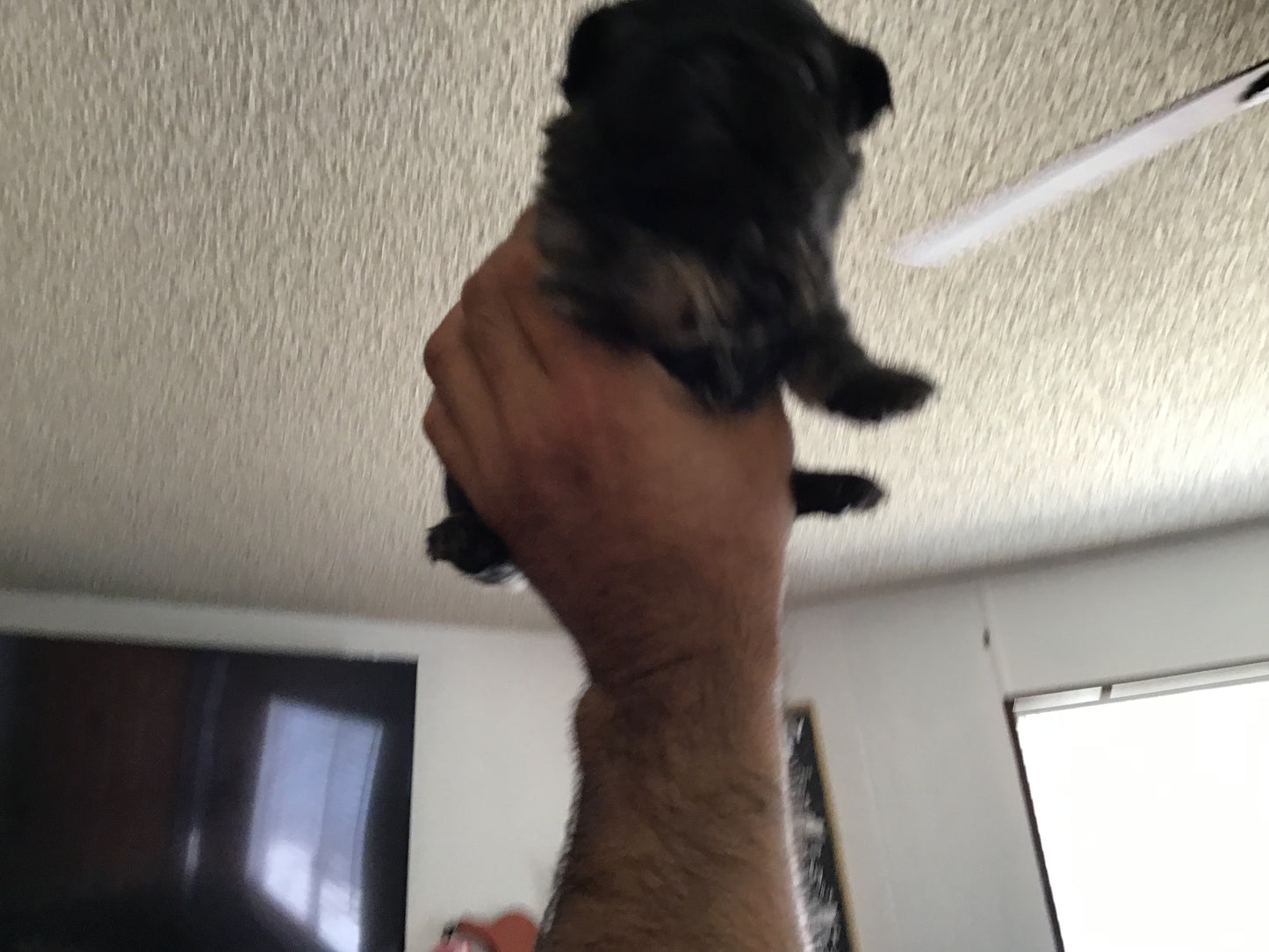 Visual fluffy big rope female akc french bulldog