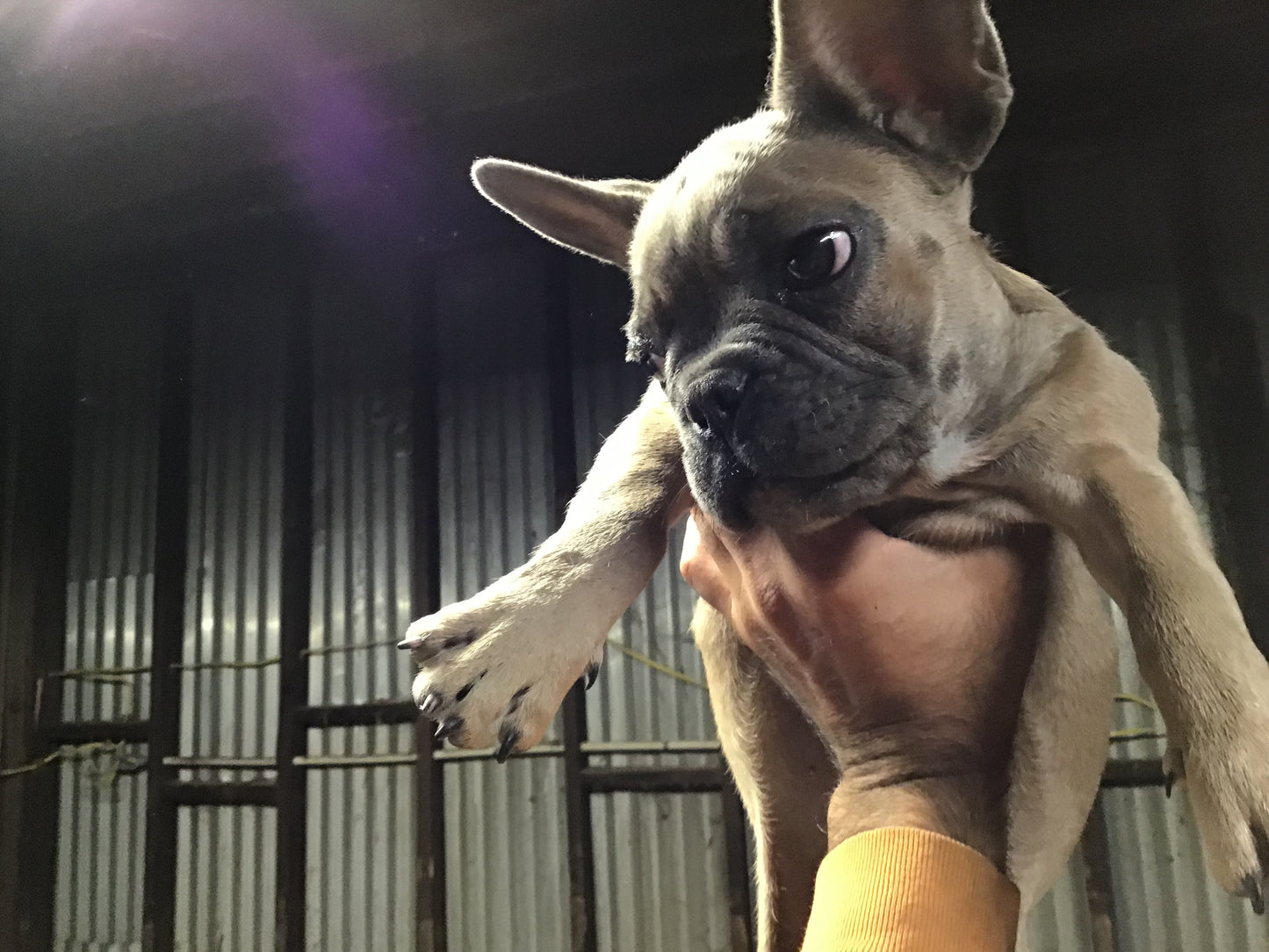 Blue sable male French bulldog AKC.