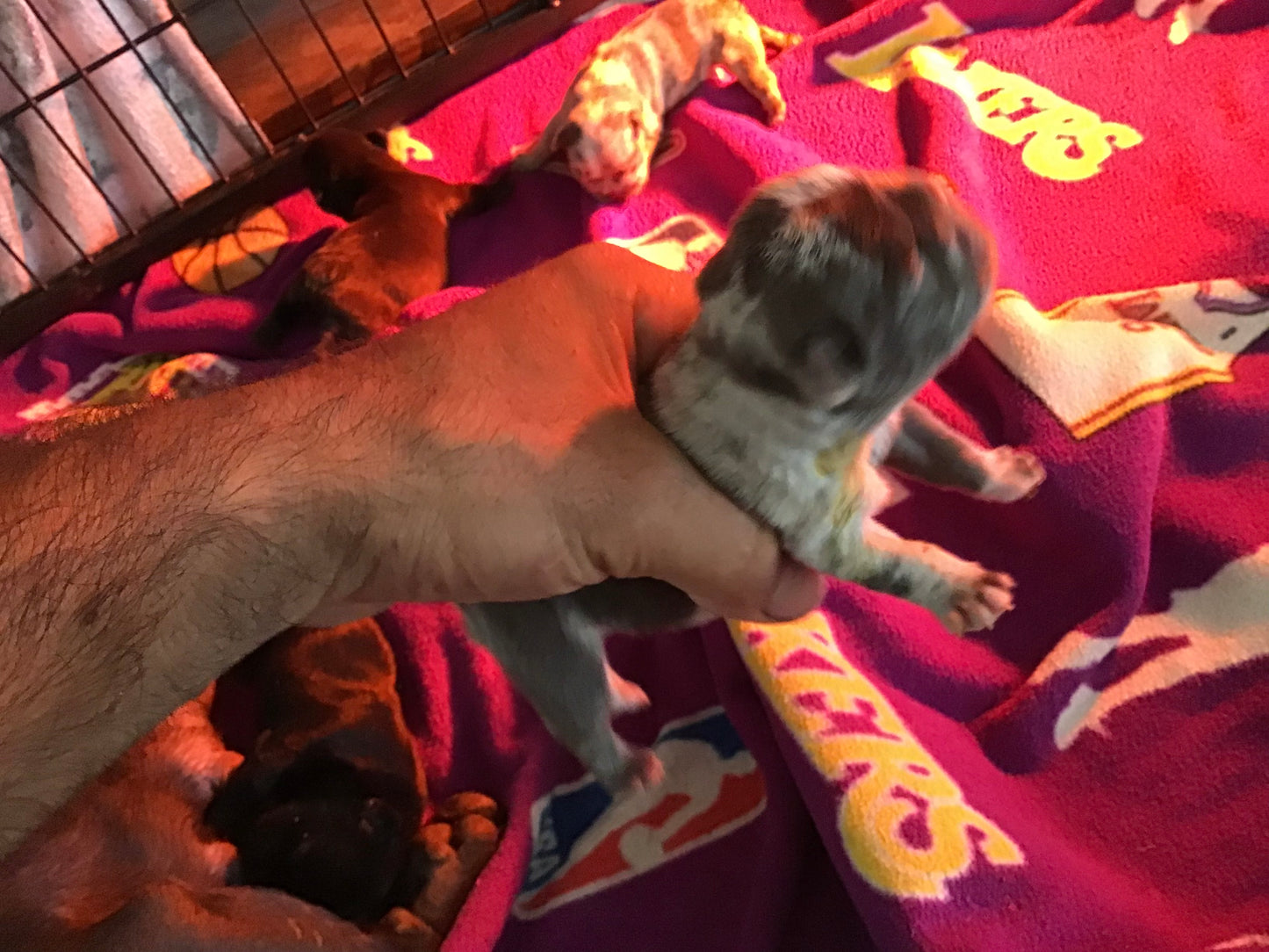 Male Merle micro French Bulldog AKC 2/4