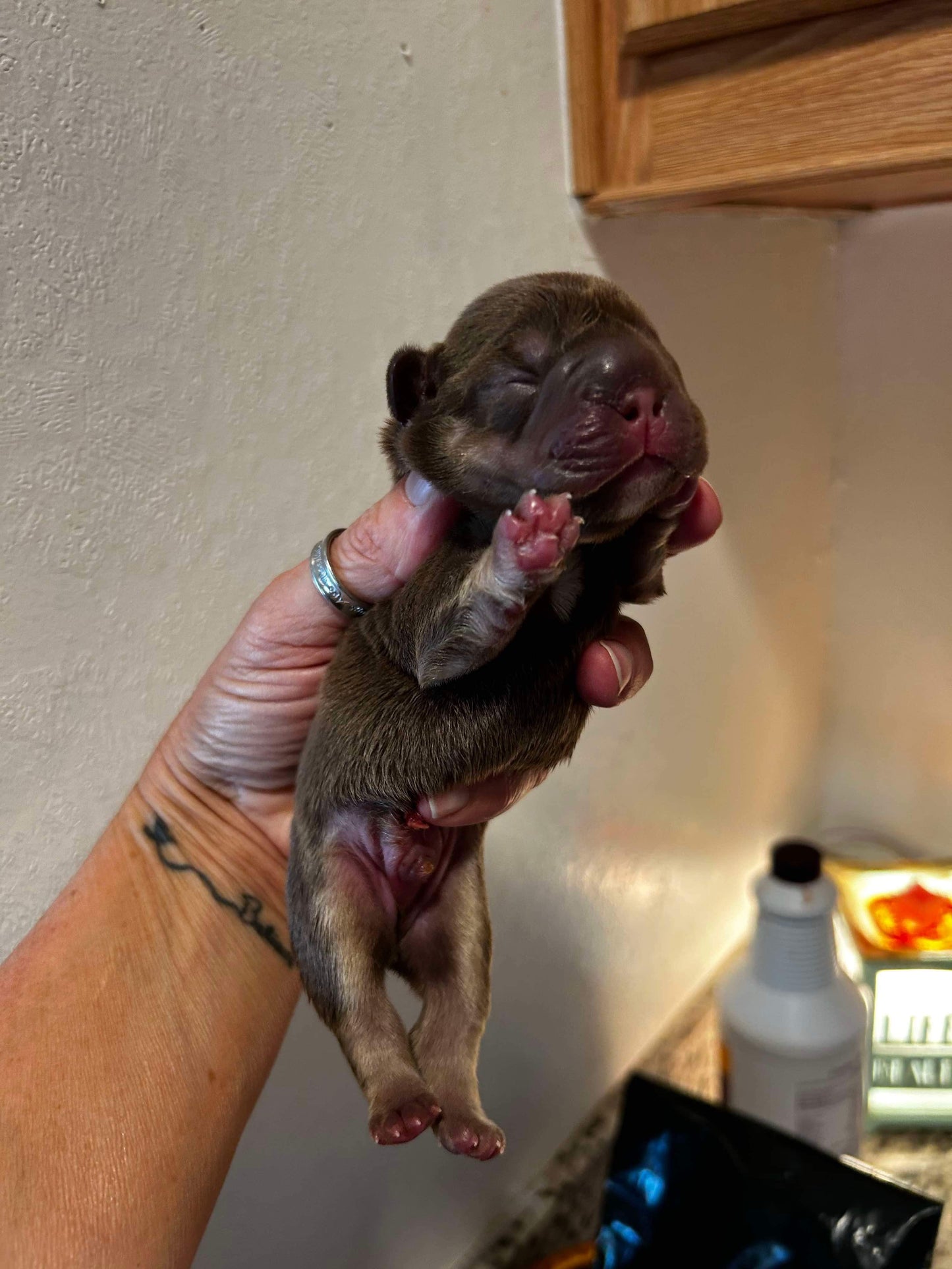 Rolo male Big rope fluffy carrier French Bulldog AKC