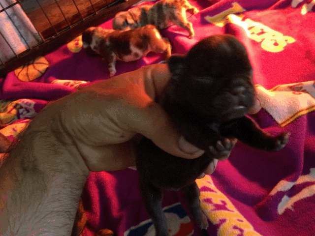 Female Merle micro French Bulldog AKC 1/4