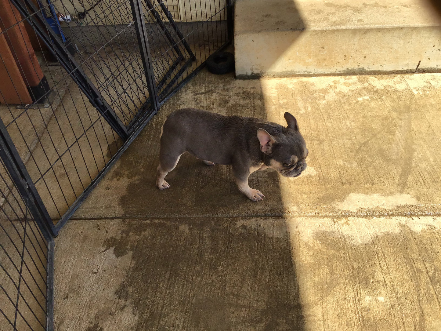 Upcoming litter AKC French Bulldog Babii big rope fluffy