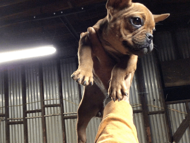Red Fawn Female AKC French bulldog