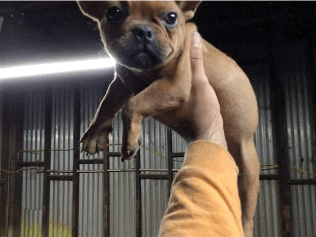 Red Fawn Female AKC French bulldog