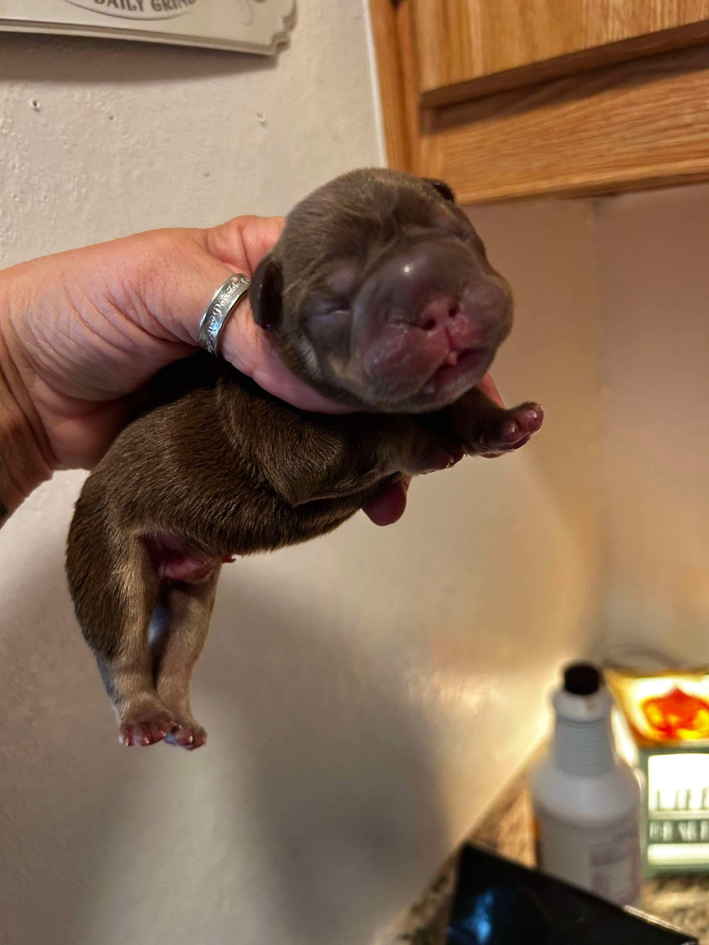 Rolo male Big rope fluffy carrier French Bulldog AKC
