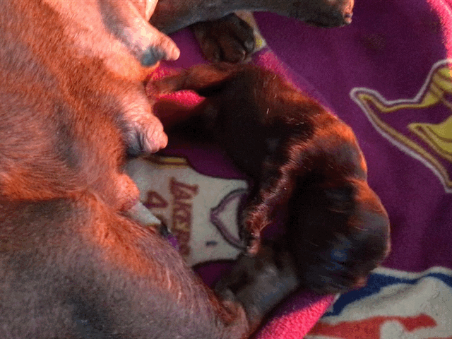 Male Merle micro French Bulldog AKC 4/4