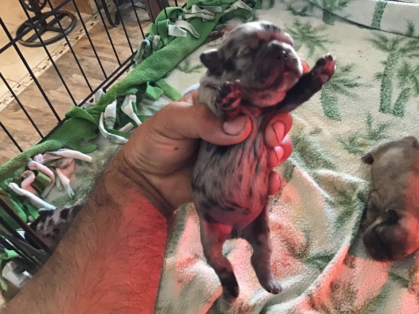 Merle 2/3 fluffy female pink carrier French bulldogs AKC