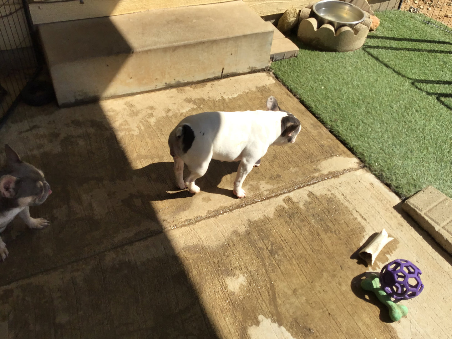 Upcoming litter fluffy Big Rope November 2025 AKC French bulldog Stormi