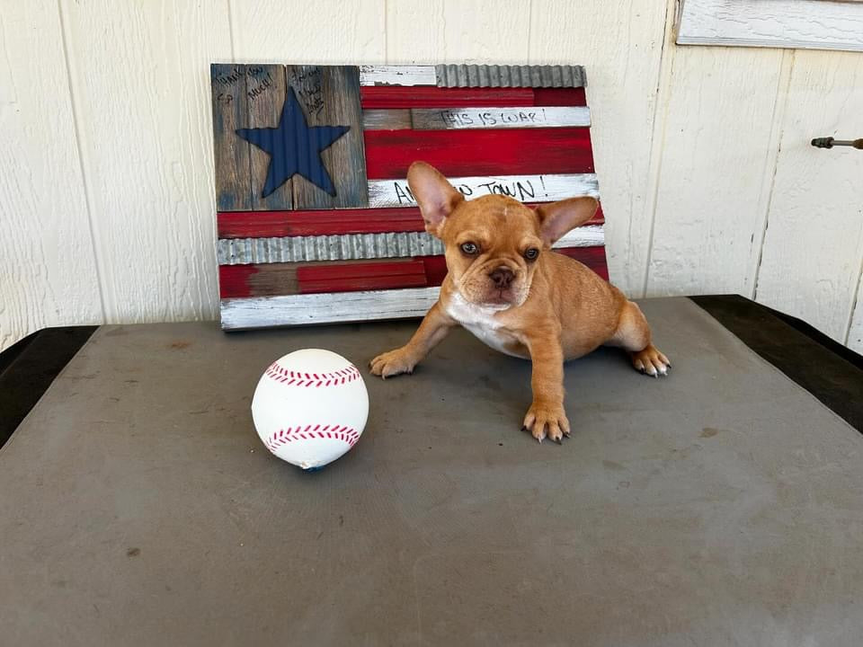 color urajiro which is a unique color plus Merle Boy