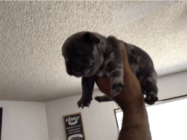 Big rope fluffy carrier Male Merle AKC French Bulldog