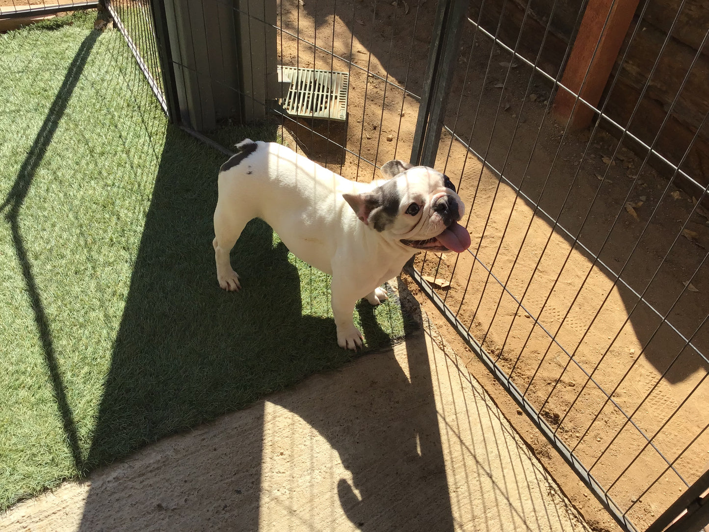 Upcoming litter fluffy Big Rope November 2025 AKC French bulldog Stormi