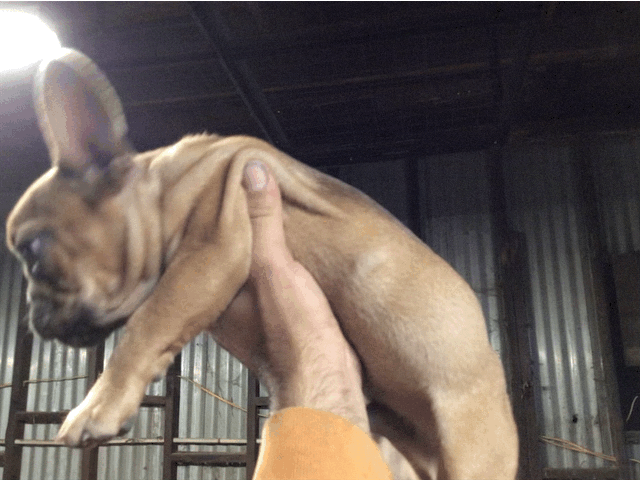 Red fawn male French Bulldog AKC