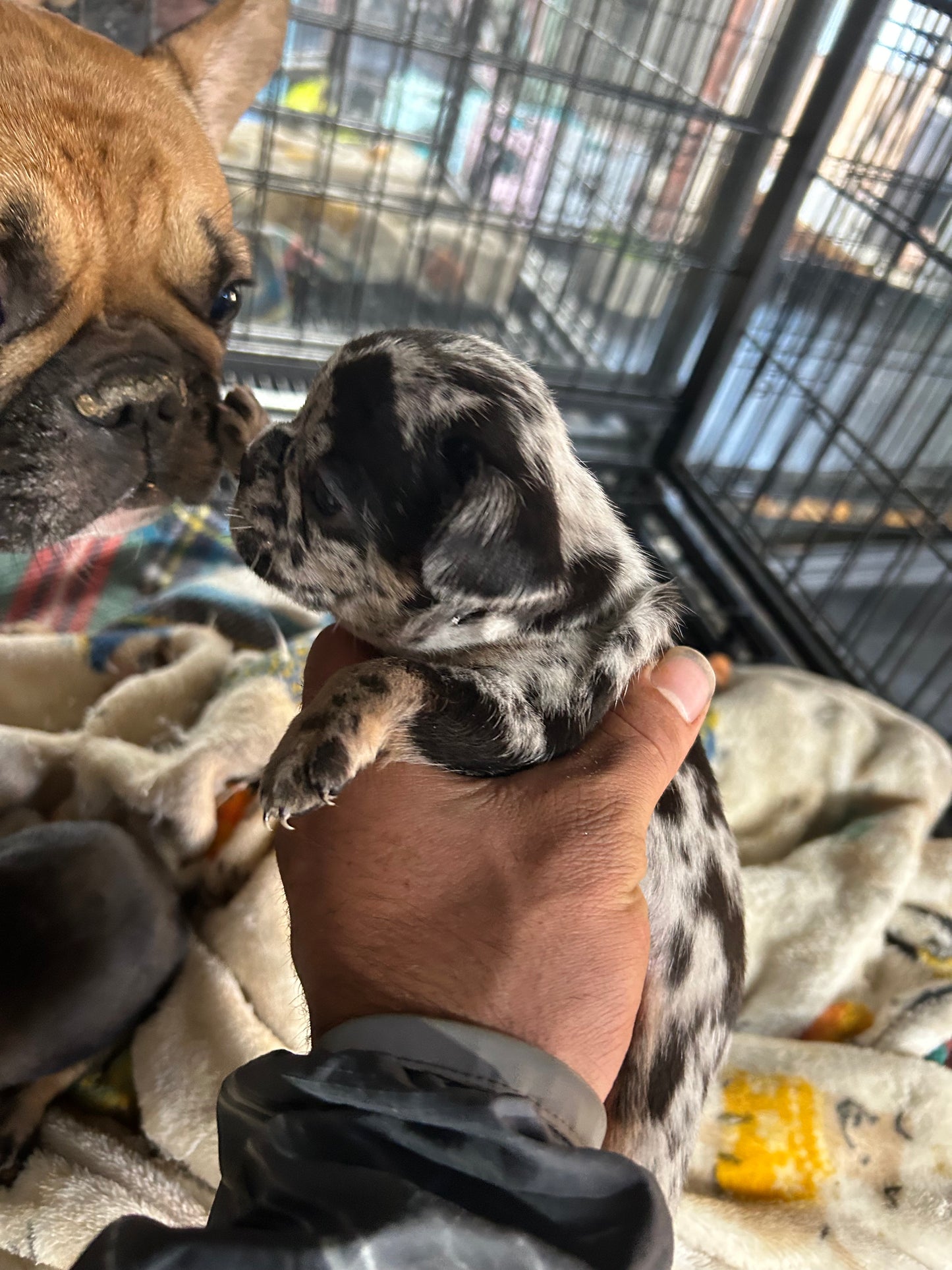 French Bulldog AKC Merle female