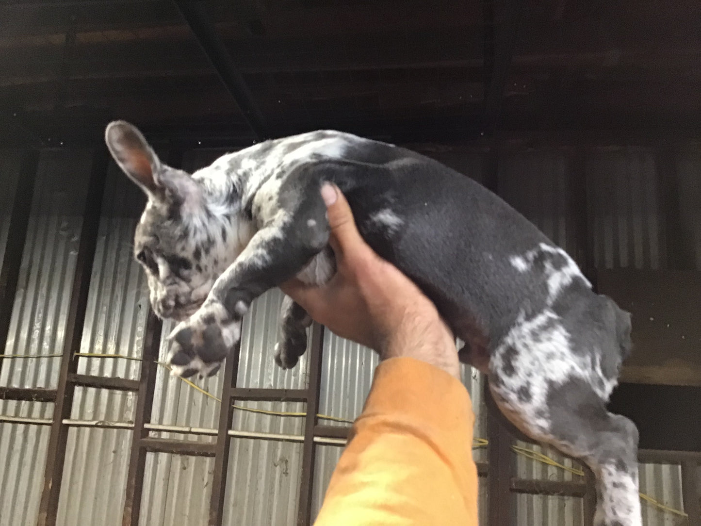 #2 French Bulldog Merle Male AKC