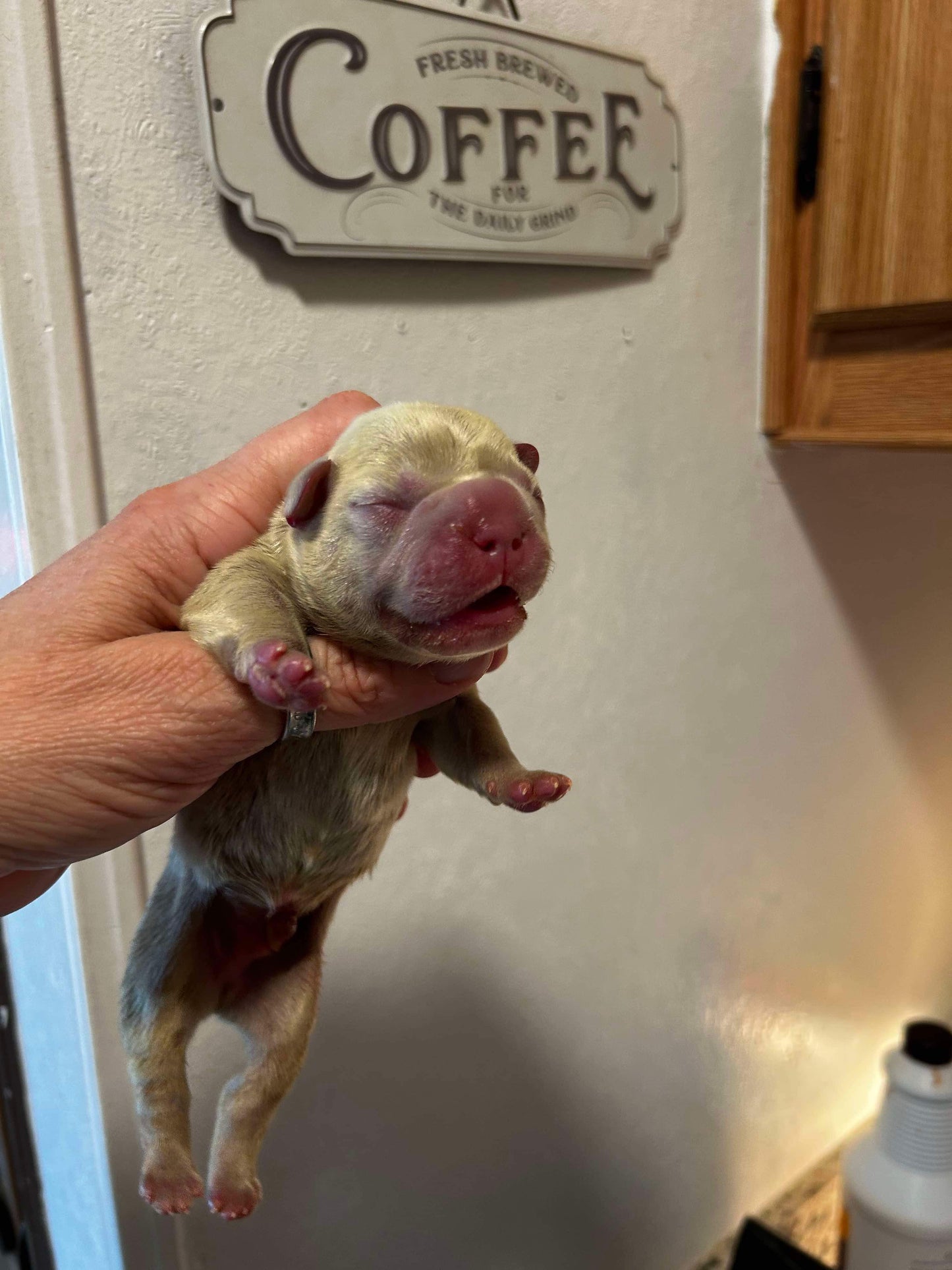 New shade Isabella Big rope fluffy carrier French Bulldog AKC