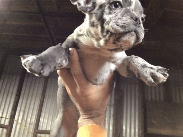 #2 French Bulldog Merle Male AKC