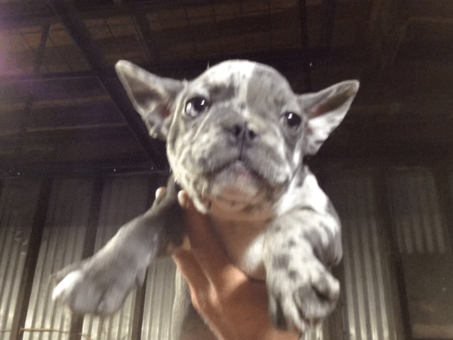 #2 French Bulldog Merle Male AKC