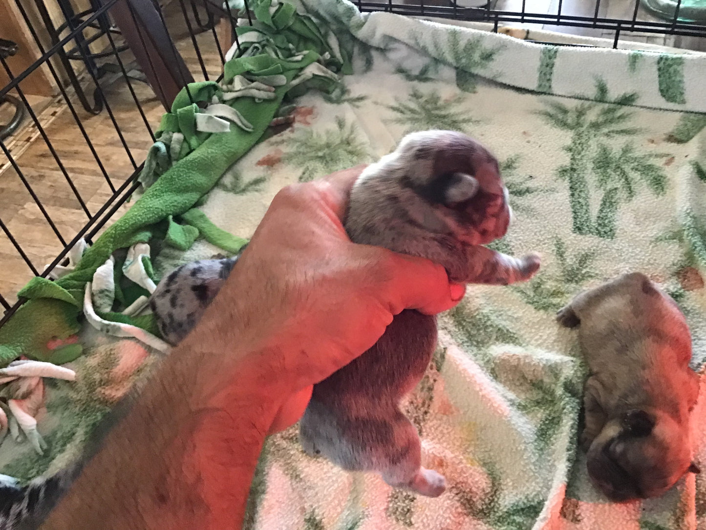 Merle 1/3 fluffy female pink carrier French bulldogs AKC