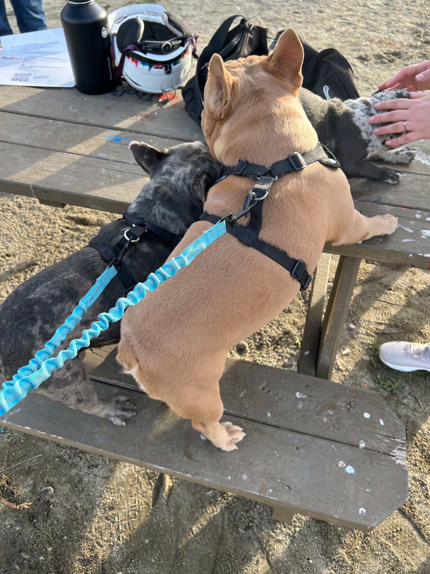 Fawn French bulldog standard size stud service COCO