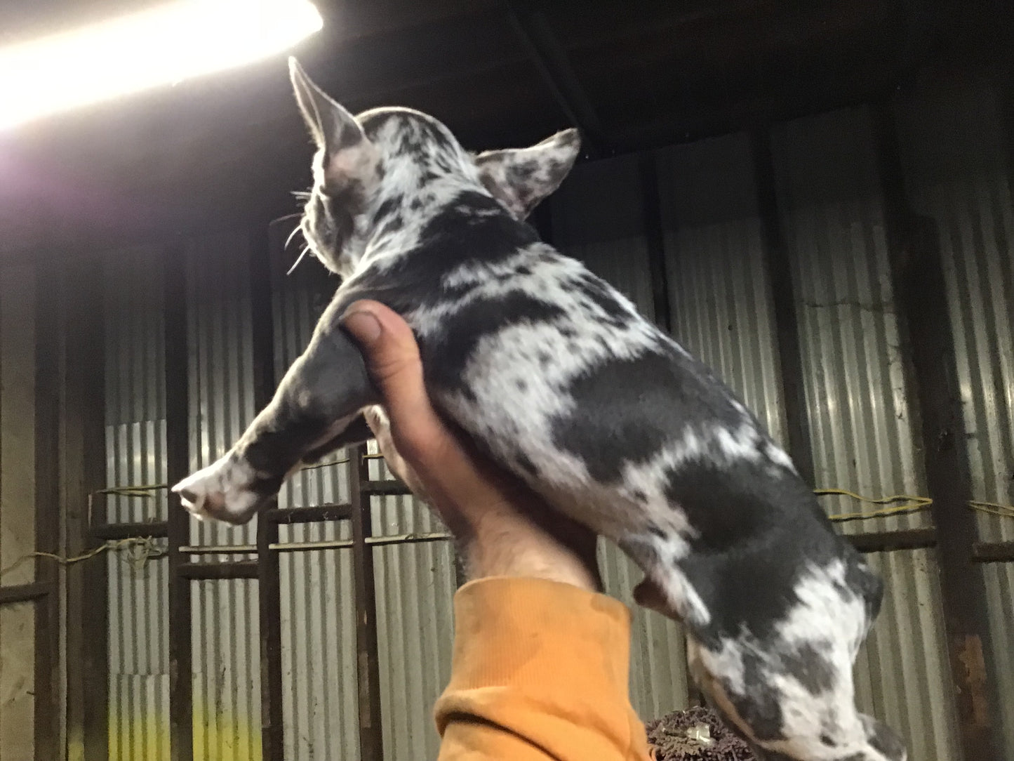 Merle French bulldog Male AKC #1