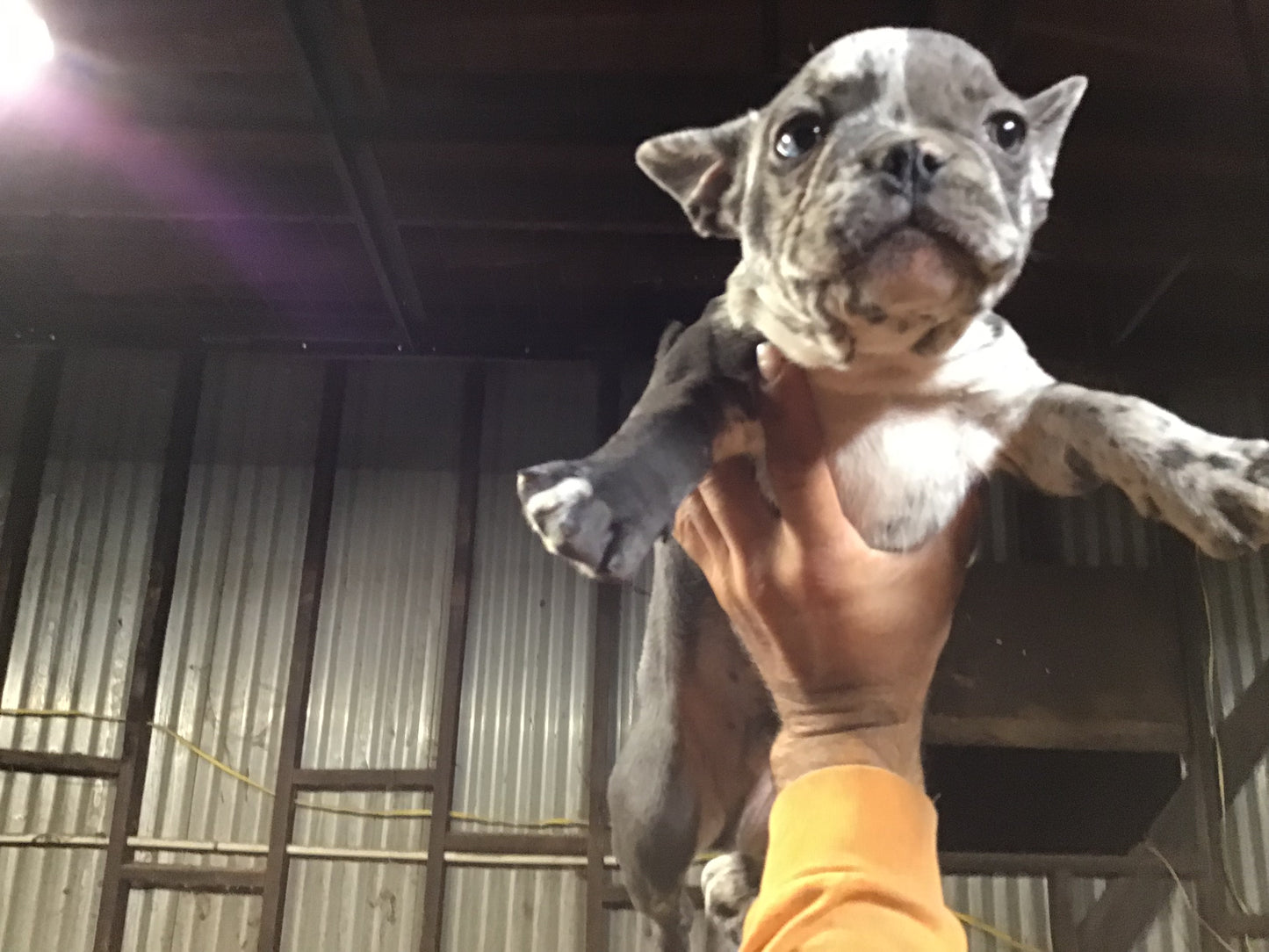 #2 French Bulldog Merle Male AKC